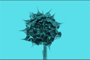 Flower bud on blue background