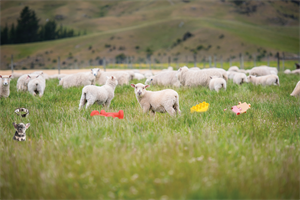 Sheep in a field surrounded by mindfulness and wellness objects